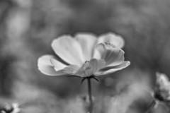 AnneSophieSDK-fleur-en-automne
