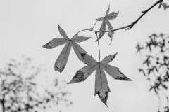 CHATEAUbenedicte_Erable