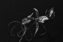Carre_Daniel-Orchidees