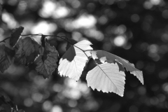 Eric_Massiat_DSC0180_1920x1280_NB