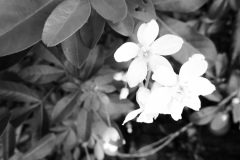 GD-fleur