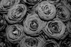 JJG-Roses-1
