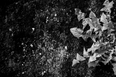 Laurent-Nicolas_vegetation_IMG_4878