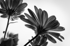Virginie_MARTIN_Vestige_automnal