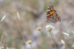 Gilles-Fougère-papillon-vanessa-indica