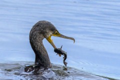 Patrice-Guitton_cormorant-pechant-_R