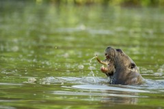 Patrice-Guitton_loutre-geante_R