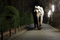 Expo-Promenade-Nocturne-2024-06